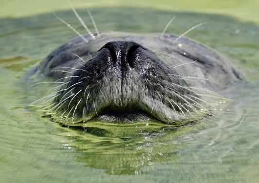 close up of a seal's nose