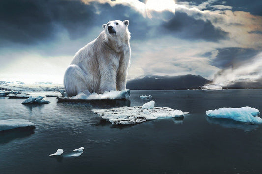polar bear sitting on tiny glacier