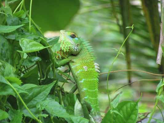 Chameleon in a jungle surrounded by green